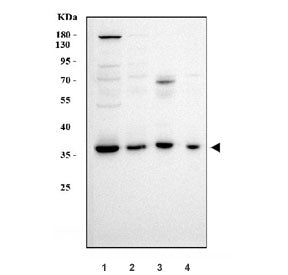APOBEC3B Antibody / A3B