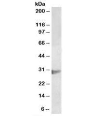 Western blot testing of U937 lysate with CLIC1 antibody at 2ug/ml. Expected molecular weight: 27-30 