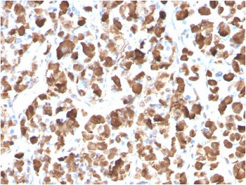 IHC testing of FFPE human pituitary with Growth Hormone antibody (clone GH/3155). Required HIER: boi