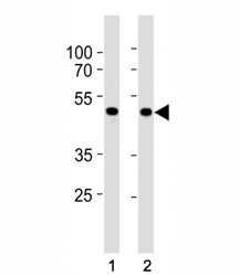SMAD3 Antibody