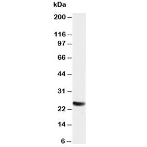 SNAP25 Antibody