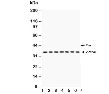 Caspase-9 Antibody
