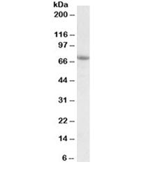 Western blot testing of A549 lysate with AARSD1 antibody at 1ug/ml. Predicted molecular weight: ~45/