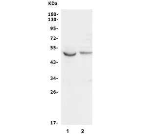 Western blot testing of human 1) K562 and 2) HeLa lysate with GSK3A antibody. Predicted molecular we