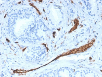 IHC staining of FFPE human prostate with CD31 antibody (clone PECAM1/3528). HIER: boil tissue sectio
