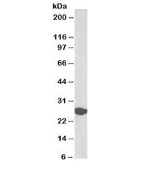 Western blot testing of human liver lysate with biotinylated Triosephosphate isomerase antibody at 0