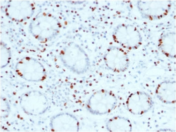 SOX4 Antibody