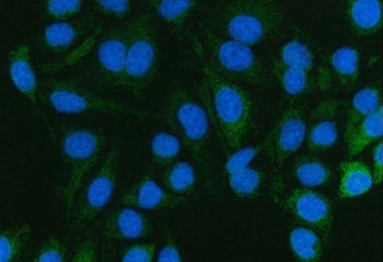 Immunofluorescent staining of FFPE human HeLa cells with Pyruvate Carboxylase antibody (green) and D