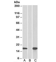Western blot of HEK293 lysate overexpressing human PHLDA3-MYC probed with PHLDA3 antibody [1ug/ml] i