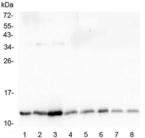 Western blot testing of mouse 1) testis, 2) kidney, 3) small intestine, 4) spleen, 5) stomach, 6) lu