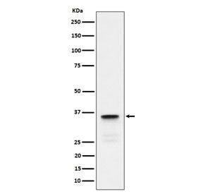 Western blot testing of human testis tissue lysate with LDHC antibody. Predicted molecular weight ~3