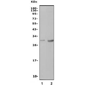 Cd94 Antibody
