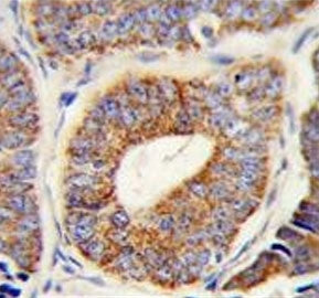 DNAJA1 Antibody / HDJ2