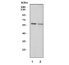 SMAD5 Antibody
