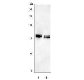 Neurocan Antibody / NCAN