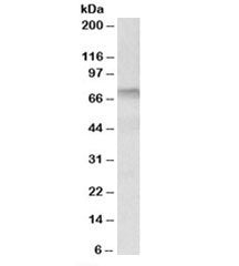 Western blot testing of human tonsil lysate with Transglutaminase 3 antibody at 0.3ug/ml. Predicted/
