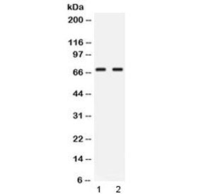 NFIA Antibody