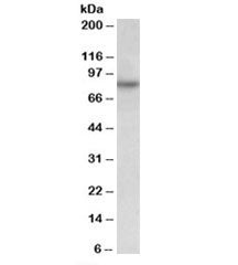 Western blot testing of HeLa lysate with RUFY1 antibody at 0.05ug/ml. Predicted molecular weight: ~8