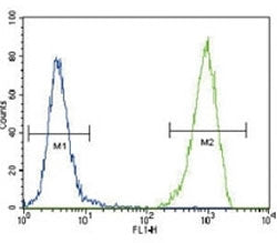 FLT3 antibody flow cytometric analysis of 293 cells (right histogram) compared to a negative control