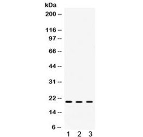 Alpha A Crystallin Antibody / CRYAA