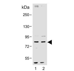 Western blot testing of human 1) MCF7 and 2) HeLa cell lysate with SMURF1 antibody. Expected molecul