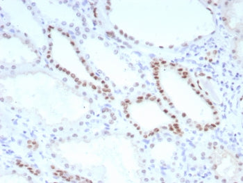 IHC staining of FFPE human kidney tissue with PAX8 antibody (clone PAX8/8651R). HIER: boil tissue se