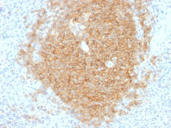 IHC testing of human spleen tissue with CD40 antibody (clone C40/1605). Required HIER: boil tissue s