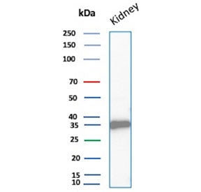 Western blot testing of human kidney tissue lysate with recombinant Napsin A antibody. Expected mole