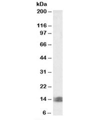 Western blot testing of human kidney lysate with INCA antibody at 0.5ug/ml. Predicted molecular weig