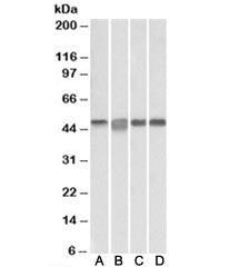 MAP2K2 Antibody