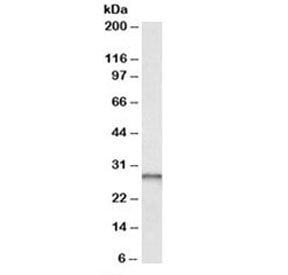Western blot testing of human liver lysate and PGAM1 antibody at 0.01ug/ml. Predicted molecular weig