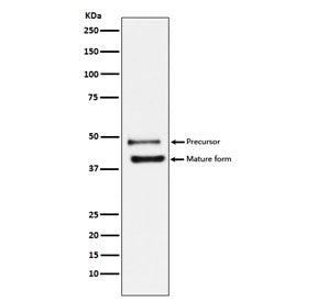 Western blot testing of human HeLa cell lysate with DR5 antibody. Expected molecular weight: ~40 kDa