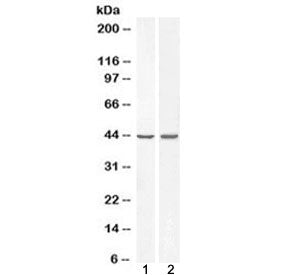 Western blot testing of human 1) A431 and 2) HeLa cell lysate with BMP4 antibody at 0.3ug/ml. Predic