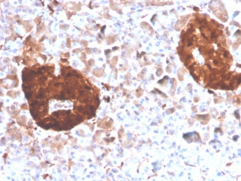 IHC staining of FFPE human pancreas tissue with Gamma Enolase antibody (clone ENO2/4507). HIER: boil