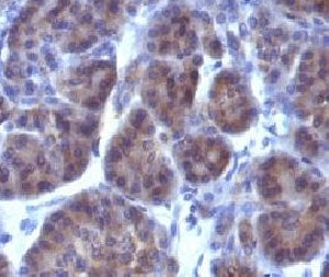 IHC: Formalin-fixed, paraffin-embedded human pancreas stained with Golgi Marker antibody (GLG1/970).