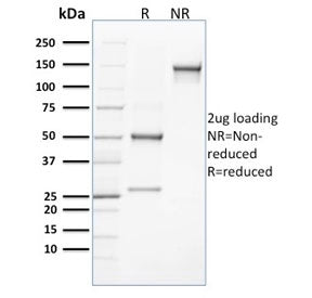 SDS-PAGE analysis of purified, BSA-free CLEC9A antibody (clone 8F9) as confirmation of integrity and