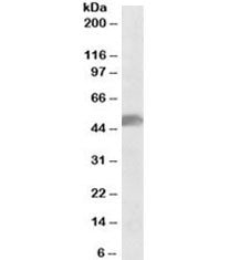 Western blot testing of human cerebellum lysate with SOX10 antibody at 0.1ug/ml. Predicted molecular
