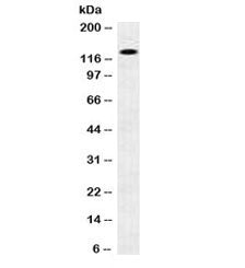 N-Cadherin Antibody / CDH2
