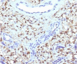 IHC testing of FFPE human placenta with recombinant S100A4 antibody (clone PS1A4-1R). Required HIER: