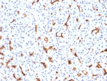 IHC testing of FFPE human pancreas with CFTR antibody (clone CFTR/1785). HIER: boil tissue sections 