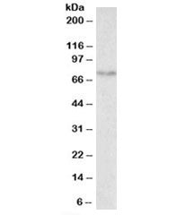 Western blot testing of mouse small intestine lysate with SLC6A4 antibody at 0.5ug/ml. Expected mole
