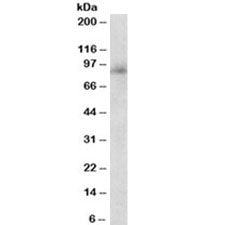 Western blot testing of human peripheral blood lymphocyte lysate with Myeloperoxidase antibody at 0.