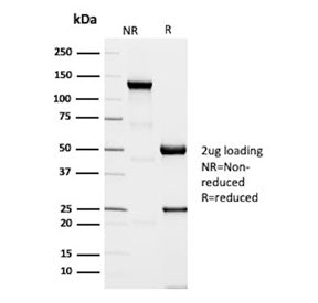 SDS-PAGE analysis of purified, BSA-free DNA Ligase 1 antibody (clone 1A9) as confirmation of integri