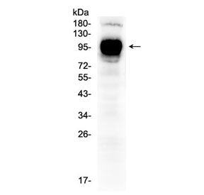 IFNGR1 Antibody / CD119
