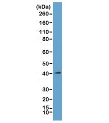 Western blot of acid extracts from K562 cells, using recombinant MacroH2A.1 antibody at 1 ug/ml. Pre