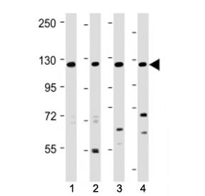 Western blot testing of INTS3 antibody at 1:2000 + Lane 1: human 293, 2: human HeLa, 3: human Jurkat
