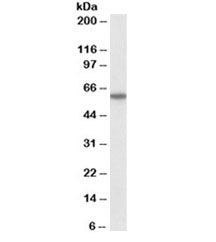 Western blot testing of human lymph node lysate with CD80 antibody at 1ug/ml. Expected molecular wei