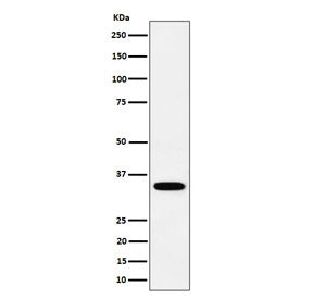Western blot testing of human SH-SY5Y cell lysate with recombinant PPCS antibody. Predicted molecula