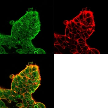 Immunofluorescent staining of PFA-fixed human MCF-7 cells using Eukaryotic translation initiation fa