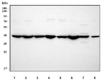 Western blot testing of 1) rat brain, 2) rat liver, 3) rat kidney, 4) rat RH35, 5) mouse brain, 6) m